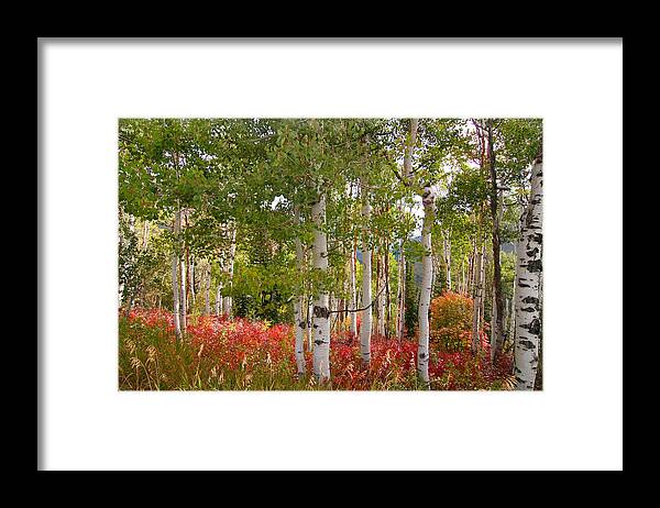 Autumn Framed Print featuring the photograph Fall Splender 47 by Mark Smith