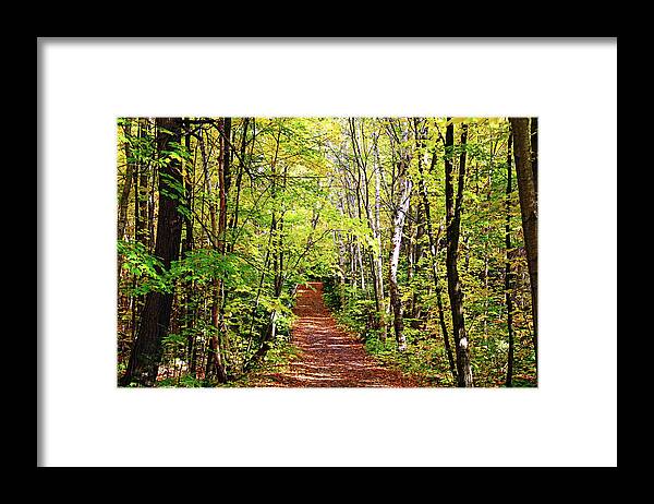 Killarney Provincial Park Framed Print featuring the photograph Fall Trail Killarney by Debbie Oppermann