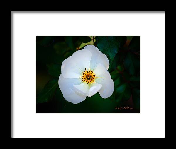 Fall Framed Print featuring the photograph Fall White Flower by Ed Peterson