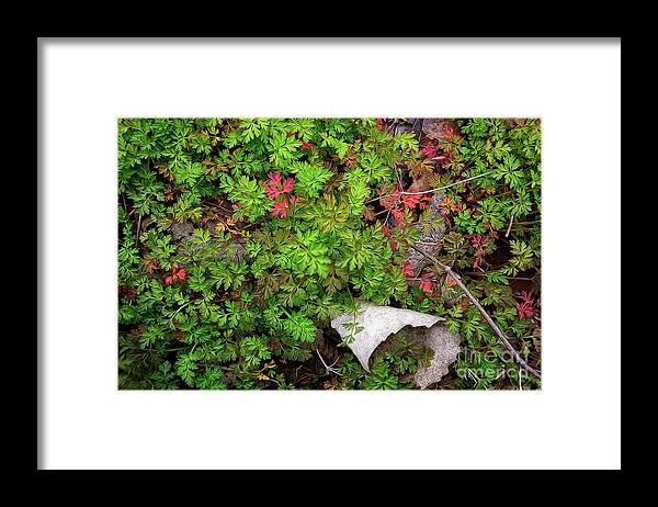 Leaves Framed Print featuring the photograph Fallen #2 by Patti Schulze
