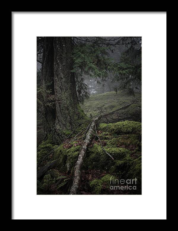 Trees Framed Print featuring the photograph Fallen by David Hillier