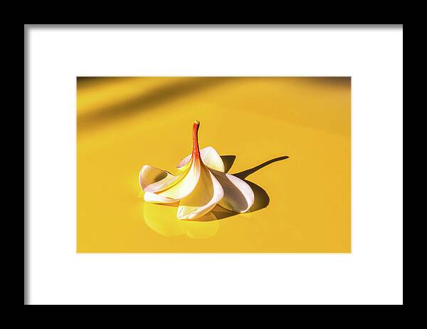 2017 Framed Print featuring the photograph Fallen Frangipani on Mustang by Louise Lindsay