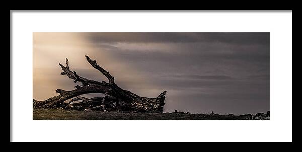 Trees Framed Print featuring the photograph Fallen Giant by Wendy Carrington