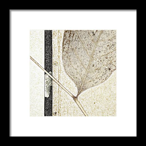 Leaf Framed Print featuring the photograph Fallen Leaf Two of Two by Carol Leigh