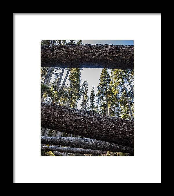 Pacific Framed Print featuring the photograph Fallen Trees by Pelo Blanco Photo