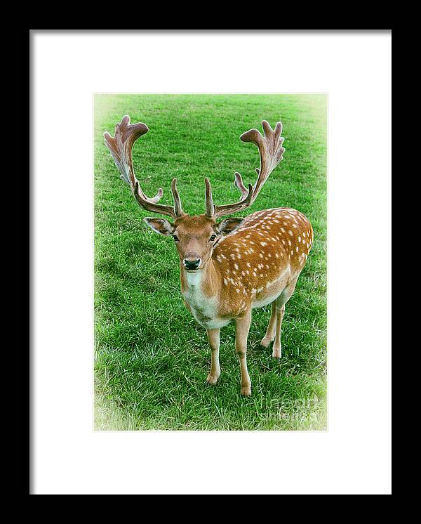 Europe Framed Print featuring the photograph Fallow Deer by Kasia Bitner