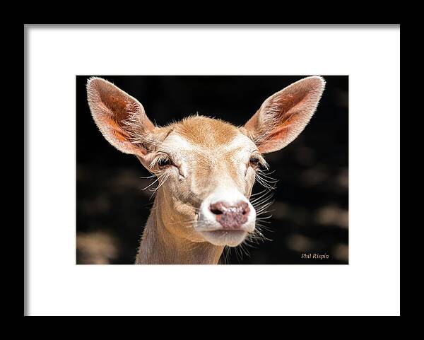 2018-06-22 Framed Print featuring the photograph Fallow Deer by Phil And Karen Rispin