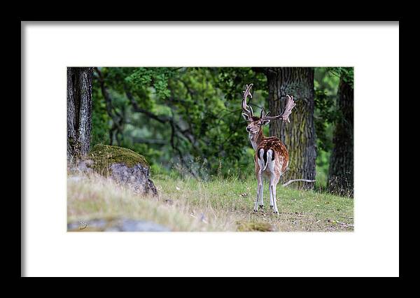 Fallow Deer Framed Print featuring the photograph Fallow deer by Torbjorn Swenelius