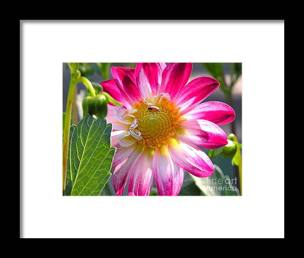 Floral Framed Print featuring the photograph Falls Glory by Christine Belt