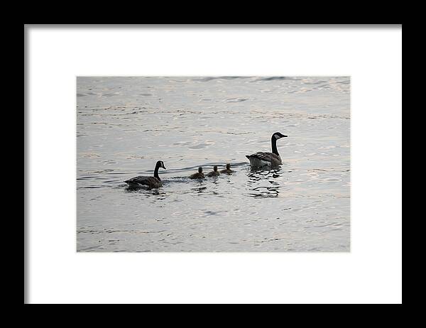 Goose Framed Print featuring the photograph Family of Canada Geese on the Ohio River by Holden The Moment