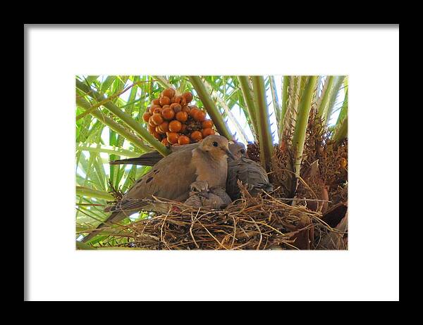 Photography Framed Print featuring the photograph Family of Mourning Doves by Lessandra Grimley