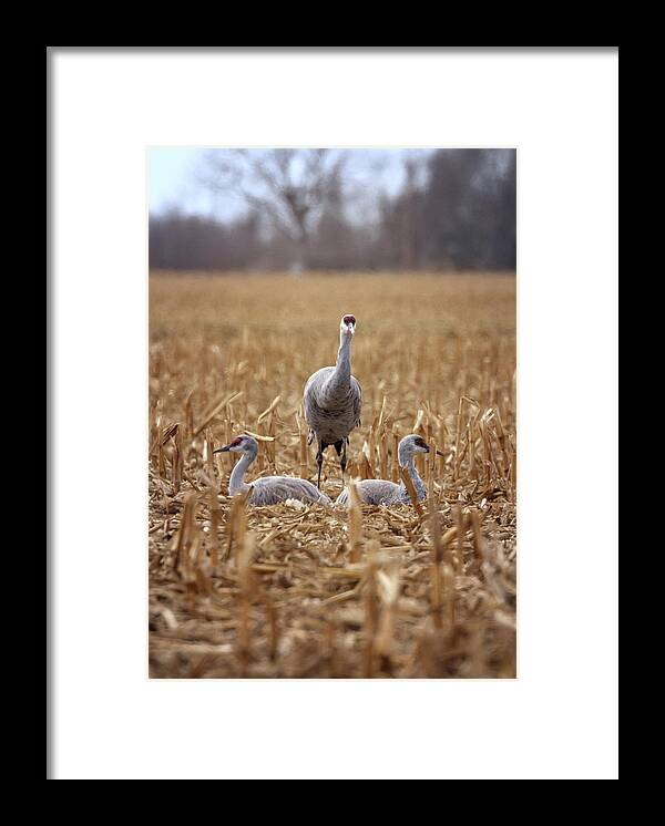 Sandhill Cranes Framed Print featuring the photograph Family of Three by Susan Rissi Tregoning