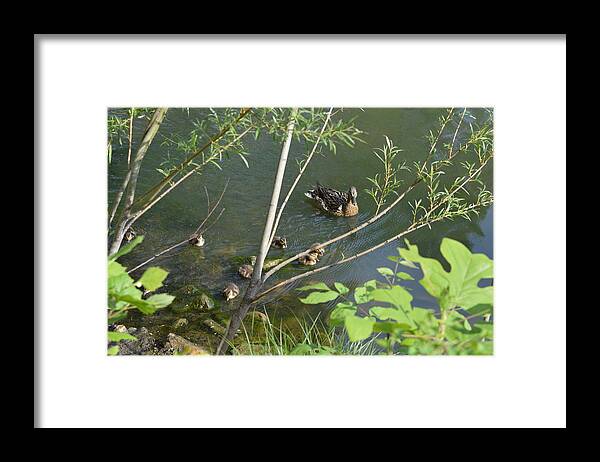Duck Framed Print featuring the photograph Family Outing by Belinda Stucki