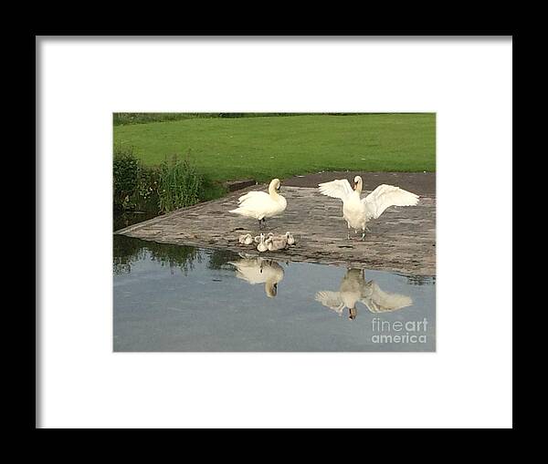 Swan Framed Print featuring the photograph Family Outing by David Grant