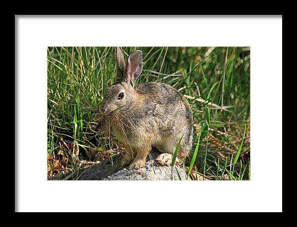 Bunny Framed Print featuring the photograph Family Preparations by Donna Kennedy