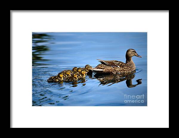 Nature Framed Print featuring the photograph Family Swim by Deb Halloran