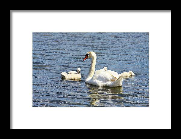 Swan Framed Print featuring the photograph Family Time by Alyce Taylor