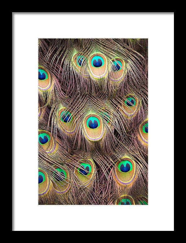 Magnolia Gardens Framed Print featuring the photograph Fan of Feathers by Joye Ardyn Durham