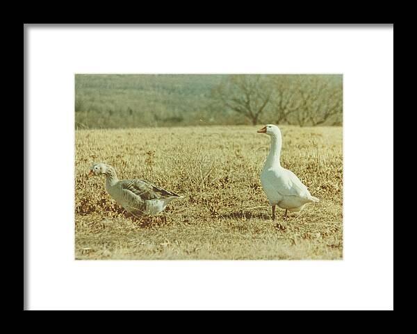 Are Framed Print featuring the photograph Farm Geese by JAMART Photography
