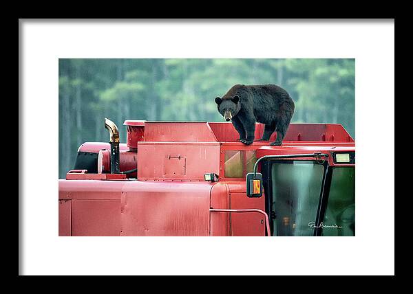 Bear Framed Print featuring the photograph Farmer Bear 8819 by Dan Beauvais