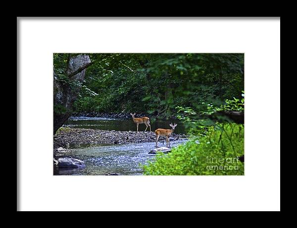 Deer Framed Print featuring the photograph Fascinated by Tracy Rice Frame Of Mind