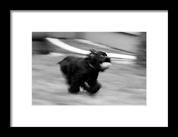 Dog Framed Print featuring the photograph Fast Dog by David Stasiak