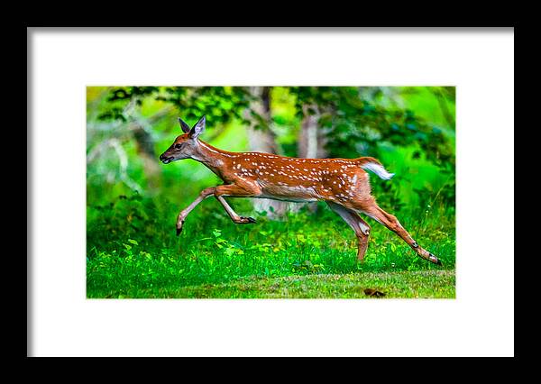  Framed Print featuring the photograph Fast Fawn 2 by Brian Stevens