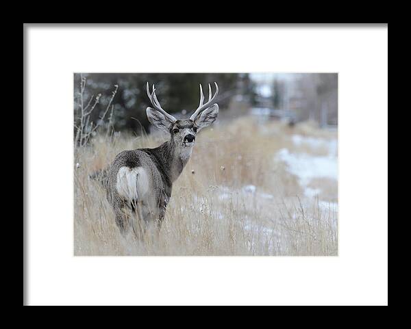 Images Of Rae Ann M. Garrett- #deer- Wyoming Wildlife- #buckdeer- Wintering Deer Framed Print featuring the photograph Father Deer by Rae Ann M Garrett