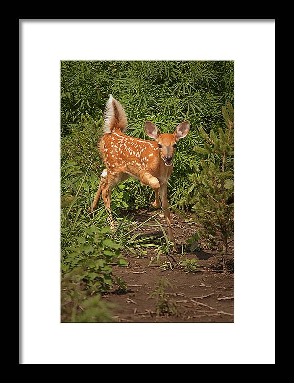 Photograph Framed Print featuring the photograph Fawn Approaching by Don Krajewski