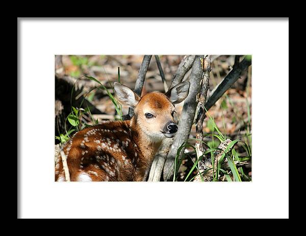 Cute Framed Print featuring the photograph Fawn Face by Brook Burling