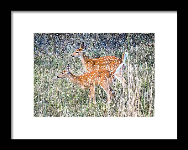 Deer Fawns Framed Print featuring the photograph Fawns at Bigfork by L J Oakes