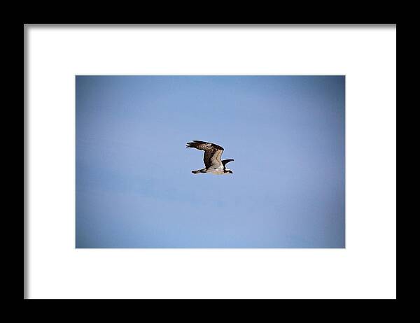 Osprey Framed Print featuring the photograph Fearless Fred by Michiale Schneider
