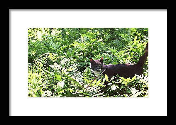 Cat In Woods Framed Print featuring the photograph Fearless Hunter by Geoff Jewett