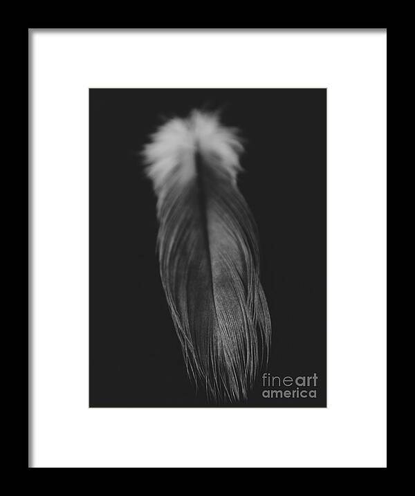 Adrian-deleon Framed Print featuring the photograph Feather in Black and White by Adrian De Leon Art and Photography