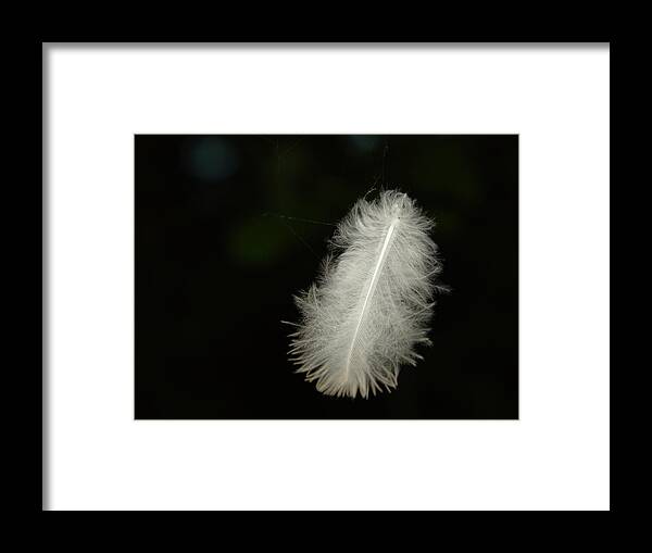 Feather Framed Print featuring the photograph Feather On Spider Threads by Adrian Wale
