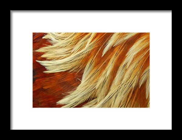 Wildlife Framed Print featuring the photograph Feather Whispers by Jan Gelders