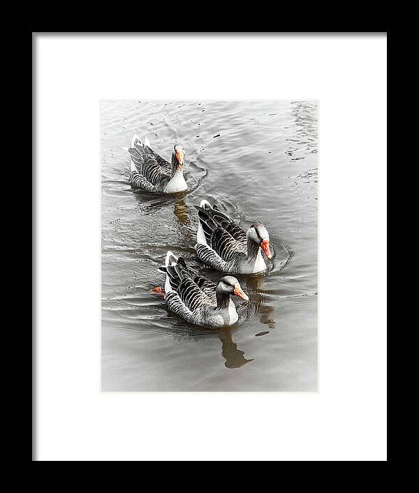 Wildlife Photography Framed Print featuring the photograph Feathered Friends by Jodi Lyn Jones