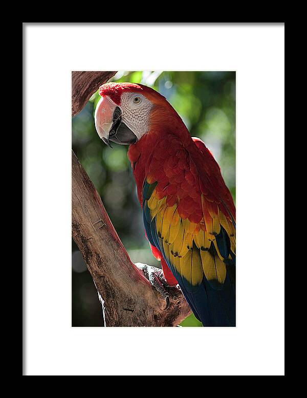 Photography Framed Print featuring the photograph Feathered Rainbow by Kathleen Messmer
