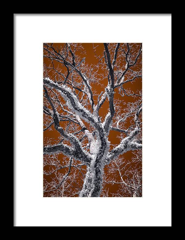 Surreal Framed Print featuring the photograph Feathered Tree by James Barber