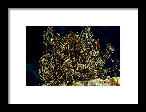 Crinoid Framed Print featuring the photograph FeatherStar3 by Dan Norton