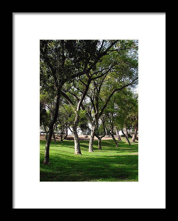 Tree's Framed Print featuring the photograph February In California II by Joanne Coyle