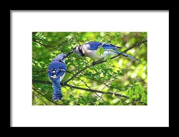 Wildlife Framed Print featuring the photograph Feed Me Part 2 by John Benedict