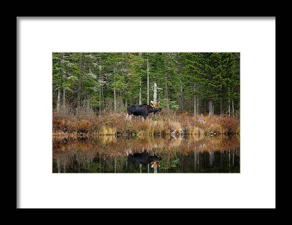 Moose Framed Print featuring the photograph Feeding at the Waters Edge by Duane Cross