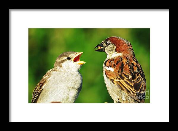 Sparrows Framed Print featuring the photograph Feeding Baby Sparrows 2 by Judy Via-Wolff