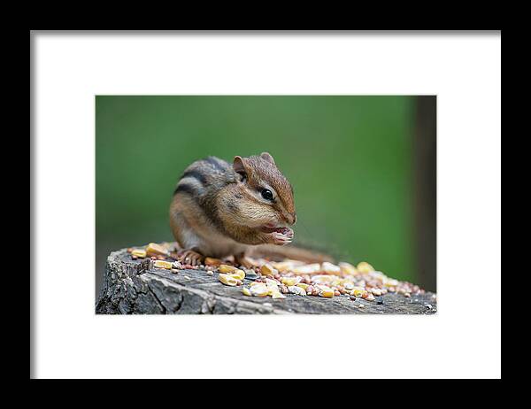 Chipmunk Framed Print featuring the photograph Feeding on a log by Dan Friend