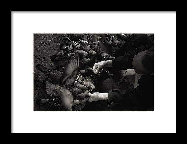  Phenicie Framed Print featuring the photograph Feeding the Pigeons by James David Phenicie