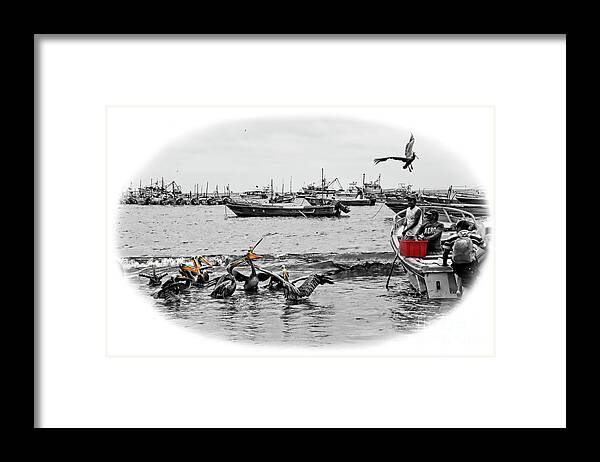 Pelican Framed Print featuring the photograph Feeding Time At Puerto Lopez, Ecuador by Al Bourassa