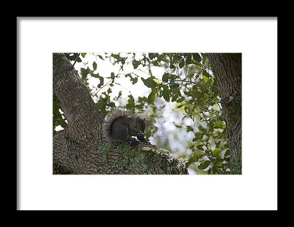 Squirrel Framed Print featuring the photograph Feeding Time by Ralph Jones