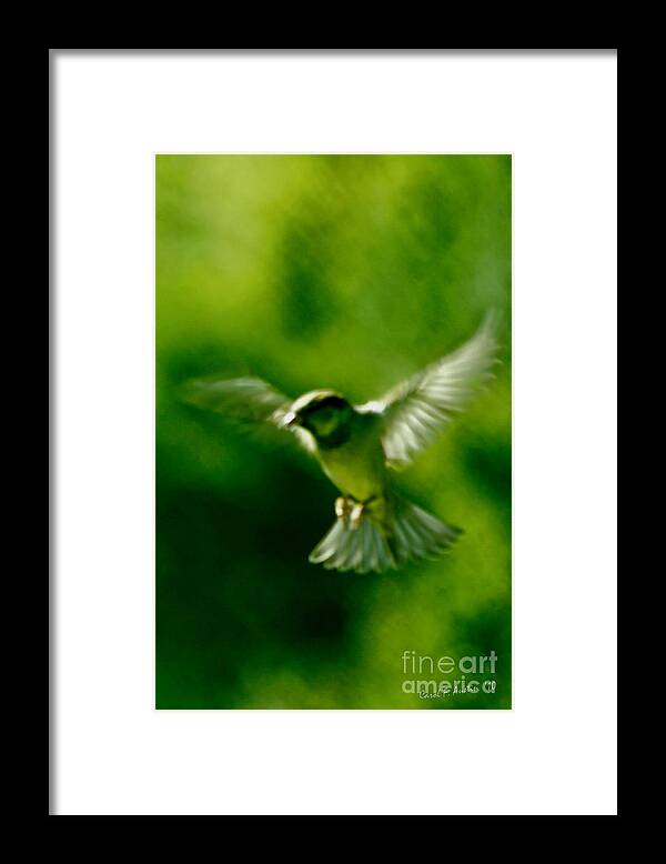 Animal Framed Print featuring the photograph Feeling Free As A Bird Wall Art Print by Carol F Austin