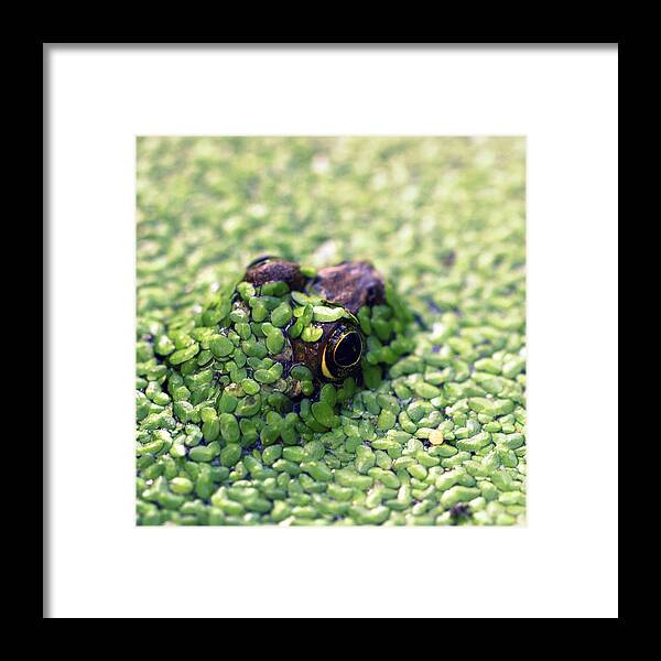 Skompski Framed Print featuring the photograph Feeling Froggy by Joseph Skompski